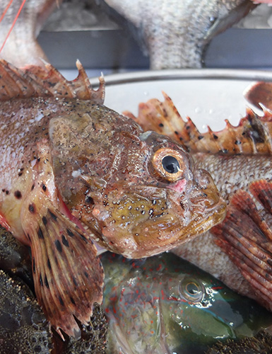 Ristorante da Nicola, Specialità Pugliesi a base di pesce - Torre a Mare, Bari