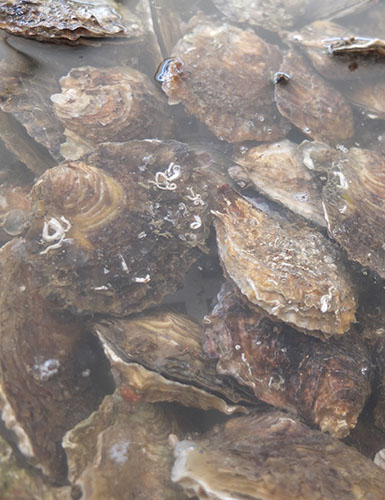 Ristorante da Nicola, Specialità Pugliesi a base di pesce - Torre a Mare, Bari